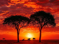 SERENGETI SUNRISE™ Perfume Oil — Spring Fragrance — roobios tea, myrrh, clove