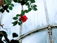 Solarium™ — Perfume Oil — Winter Fragrance